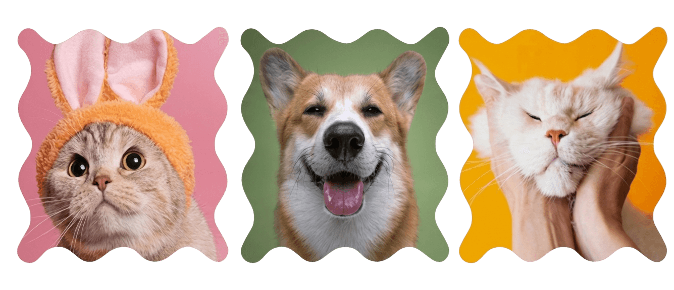 Cat in bunny ears, smiling corgi, and a fluffy white cat