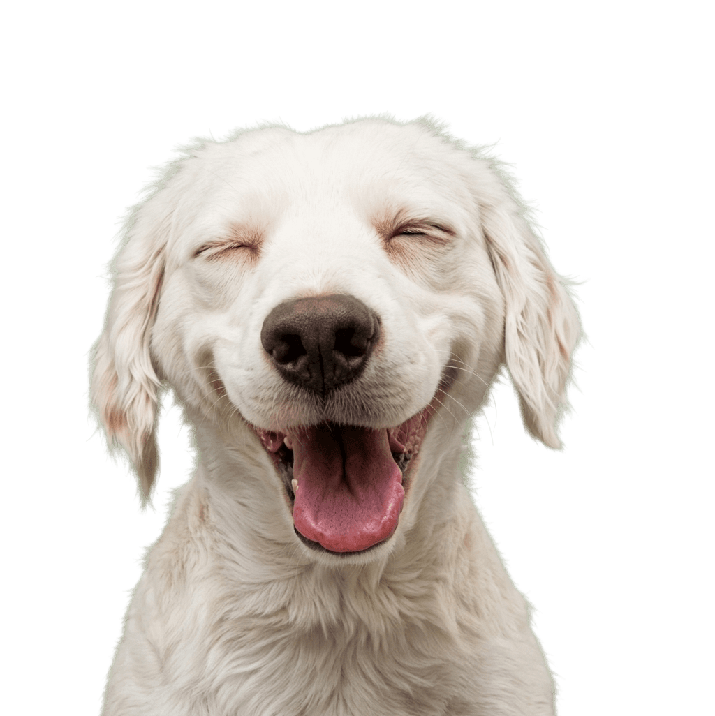Happy smiling white dog